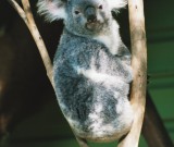 featured image Lustiges Australien FAQ: Tree Drop Bären und warum man nackt nach King’s Cross laufen sollte