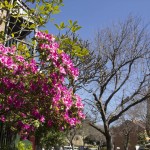 Blümchen für Kerstins Mama.
