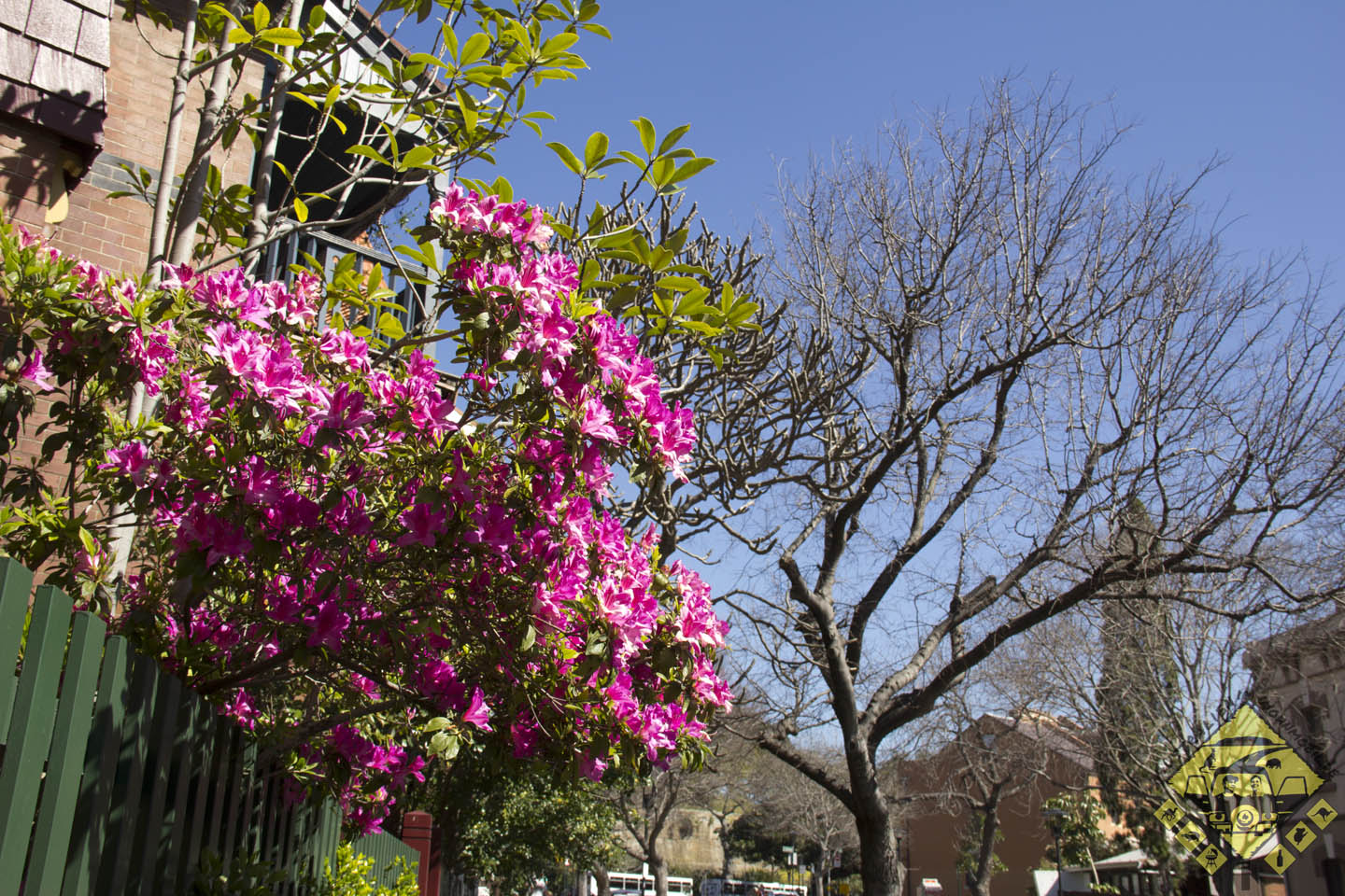 featured image Blümchen für Kerstins Mama.