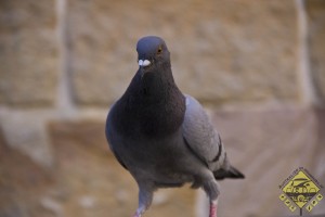 Intim mit ner Taube
