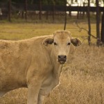 Kuck mal wie ne Kuh. Danke!