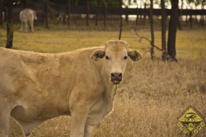 Kuck mal wie ne Kuh. Danke!