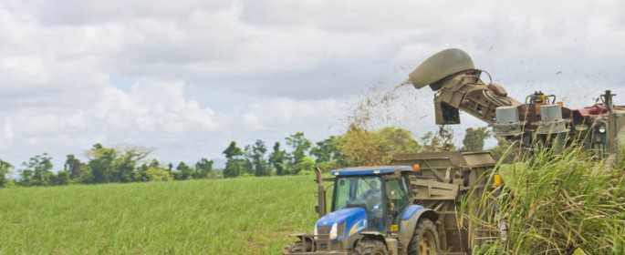 featured image Zuckerernte