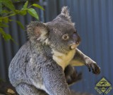 featured image Kuranda: Mit der Skyrail zu den Koalas