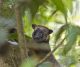 featured image Von Eacham nach Georgetown: Tablelands, Wasserfälle und Tree Kangaroo