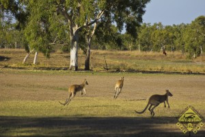 Der Golfplatz (!) von Karumba