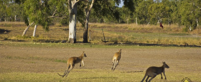 featured image Der Golfplatz (!) von Karumba