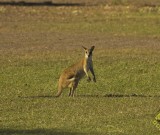 featured image Georgetown nach Karumba – Kängurus!