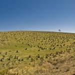 Lustige kleine Büsche auf dem Weg.