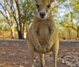 featured image Nitmiluk National Park und Katherine Gorge