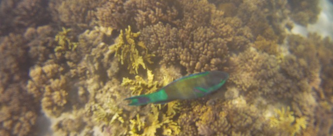 featured image DCIM100GOPRO