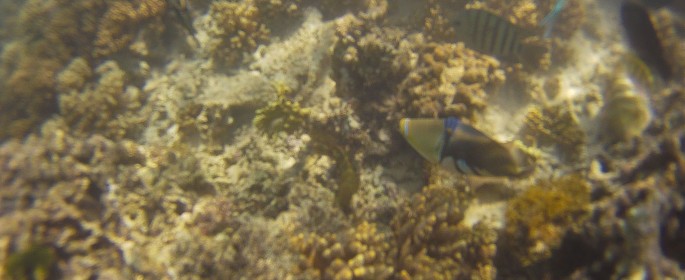 featured image DCIM100GOPRO