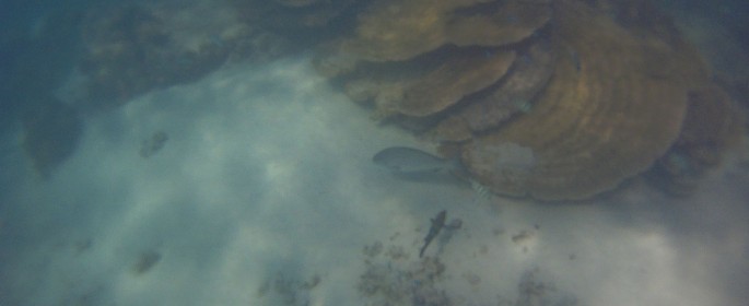 featured image DCIM100GOPRO