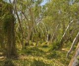 featured image Geikie Gorge – wo ist hier eigentlich die Schlucht?