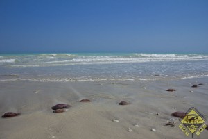 Großer Tidenhub! Und Quallen - aber keine gefährlichen.