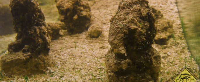 featured image P1040285