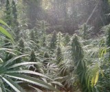 featured image Drogen kaufen in Nimbin – Anleitung für Marihuana Fans