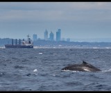 featured image Whale watching – mit Boot und mit Glück