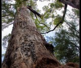 featured image Big Karri Trees