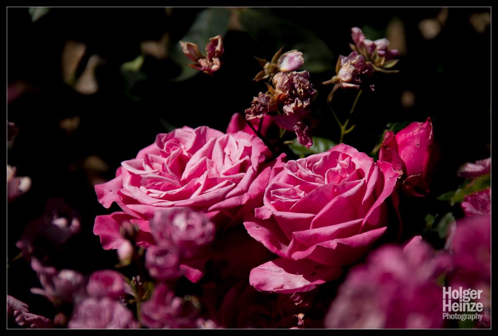 20121113-Adelaide Botanical Garden-0005