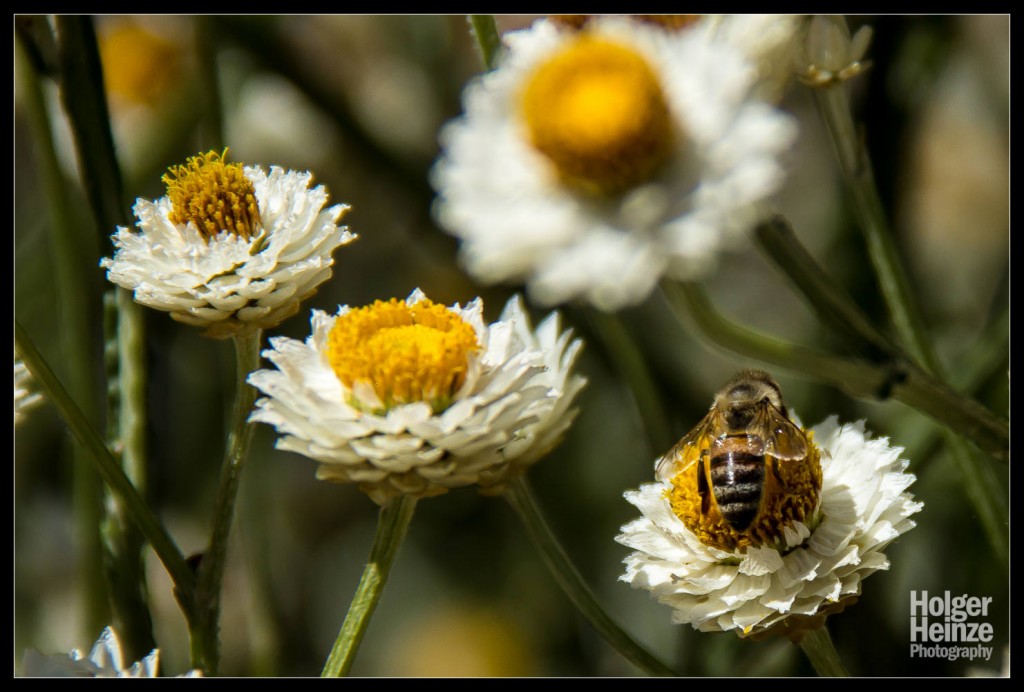 20121113-Adelaide Botanical Garden-0006