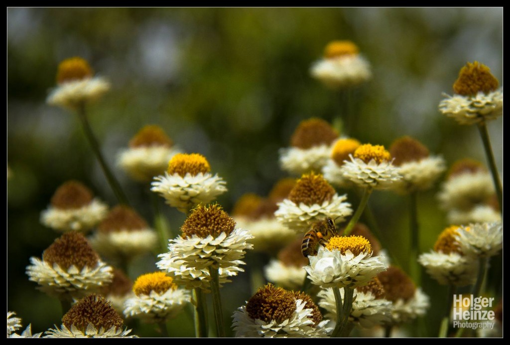 20121113-Adelaide Botanical Garden-0007