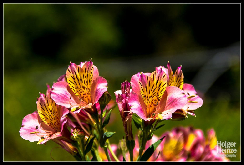 20121113-Adelaide Botanical Garden-0011