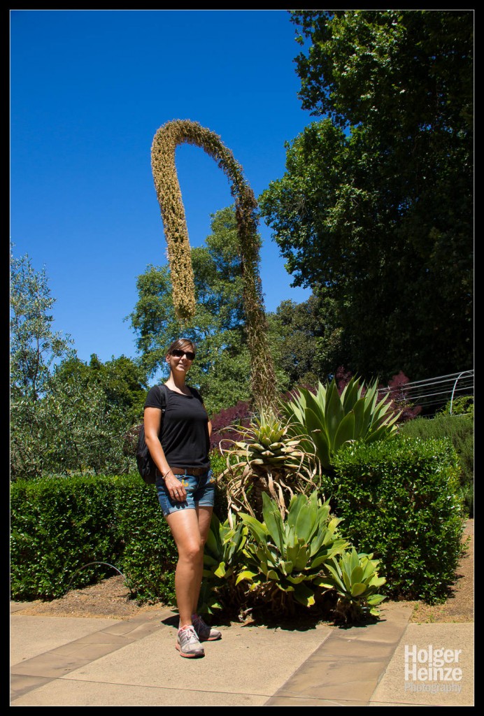 20121113-Adelaide Botanical Garden-0012