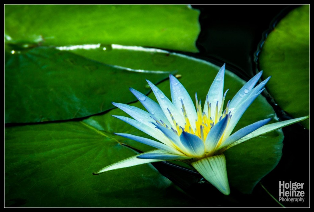 20121113-Adelaide Botanical Garden-0014