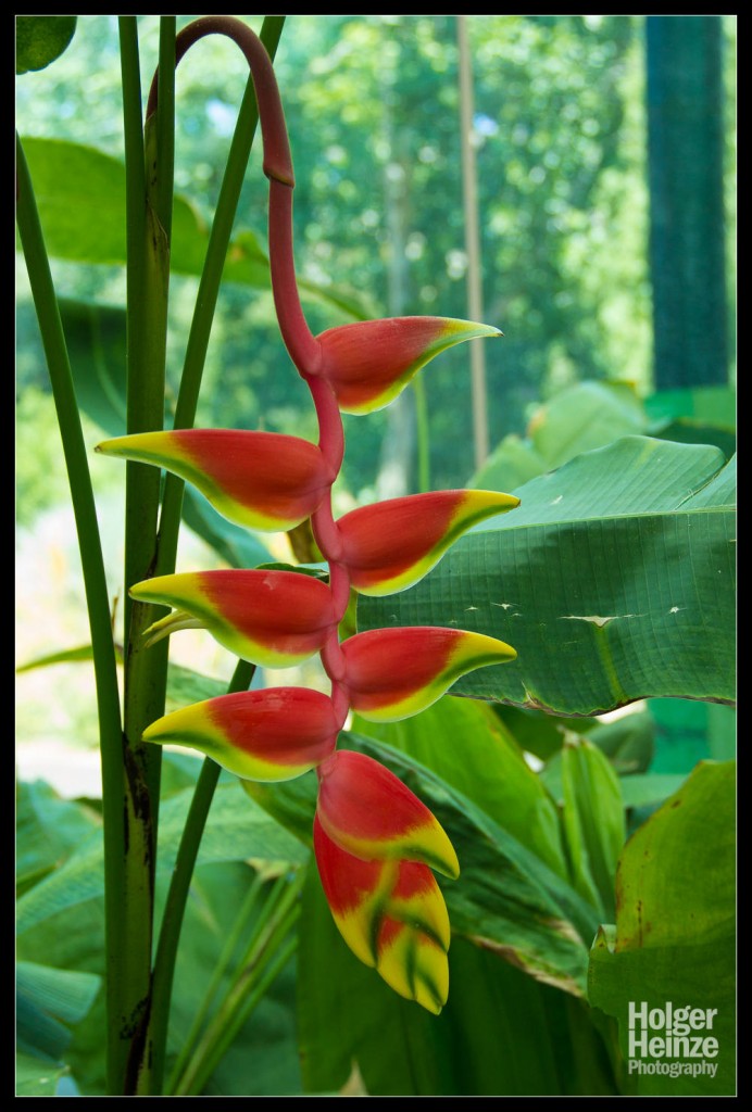 20121113-Adelaide Botanical Garden-0015