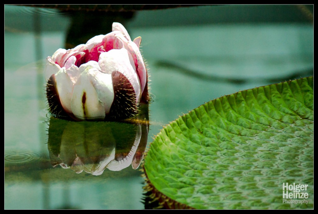 20121113-Adelaide Botanical Garden-0016