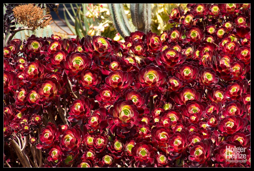 20121113-Adelaide Botanical Garden-0019