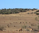 featured image Pizza und Nutten in Kalbarri