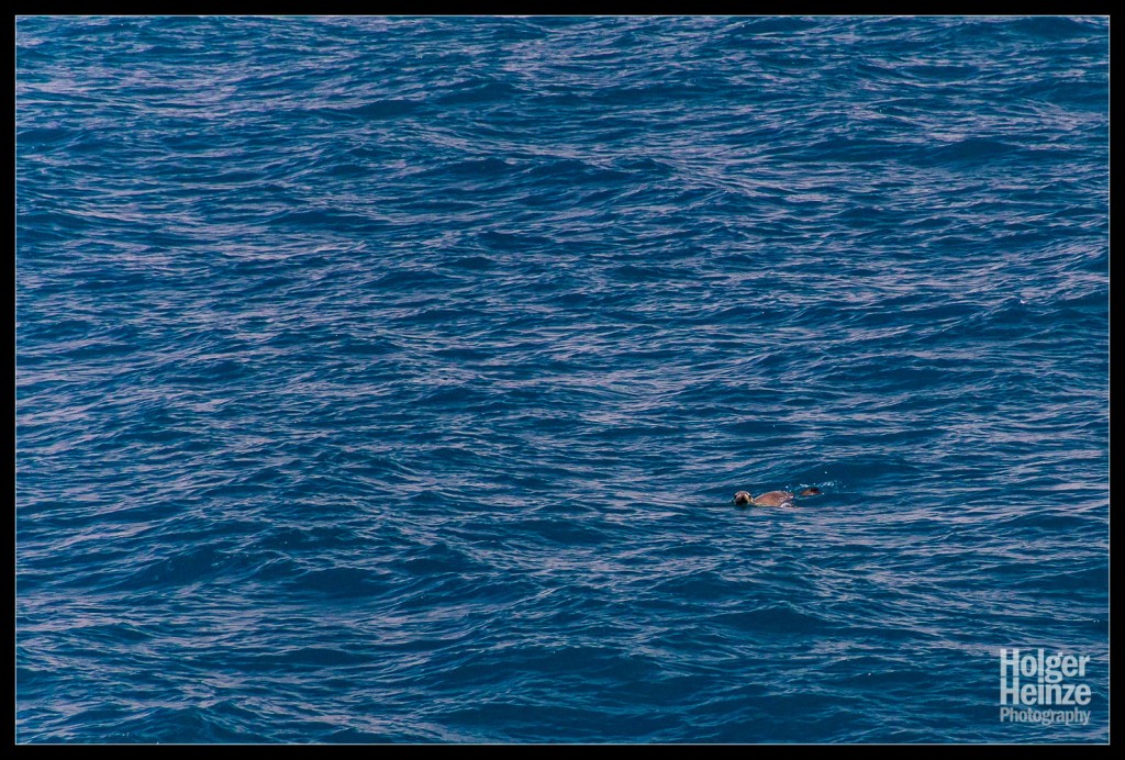 SeaLink - die Kangaroo Island Fähre - Seelöwe auf der Überfahrt
