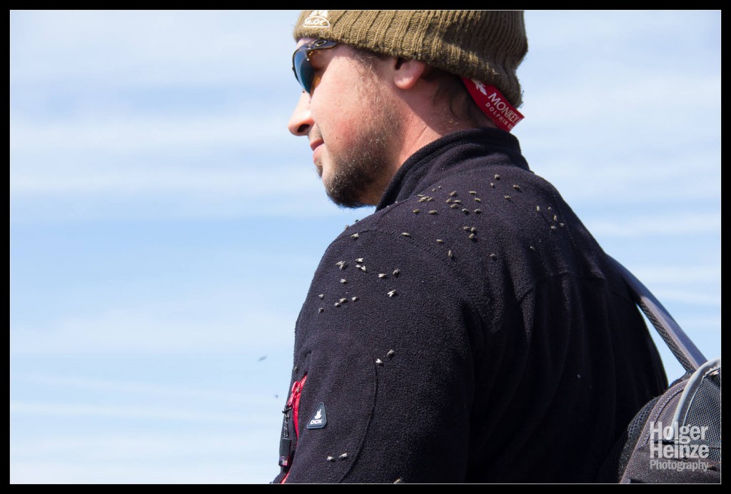 Kangaroo Island: Fliegen? Was für Fliegen?