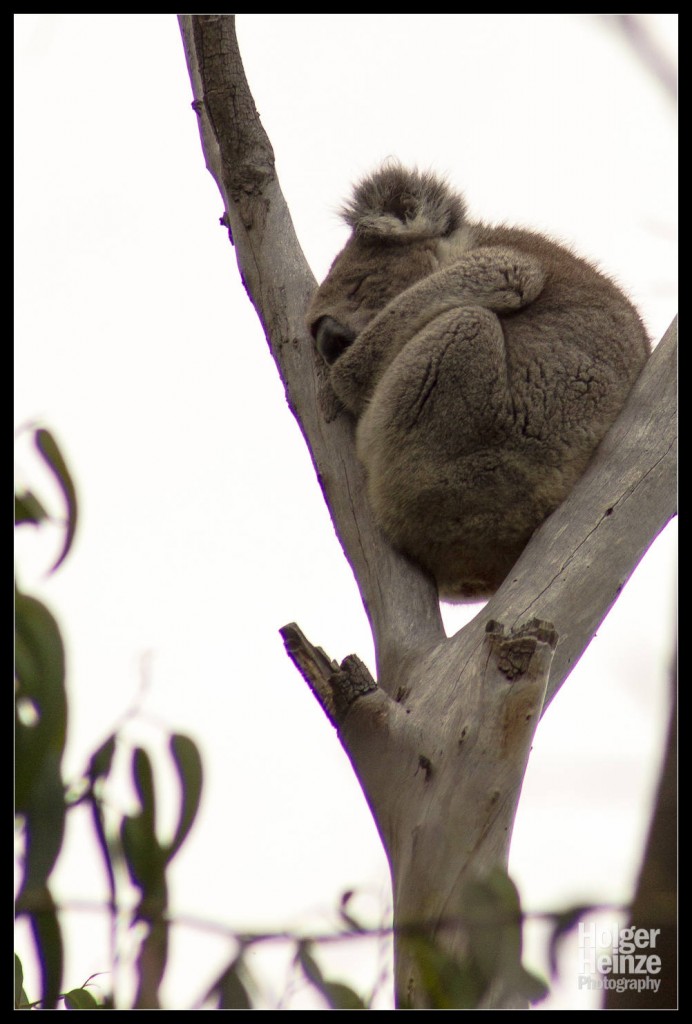 Kangaroo Island: Einfach mal ein Nickerchen machen!