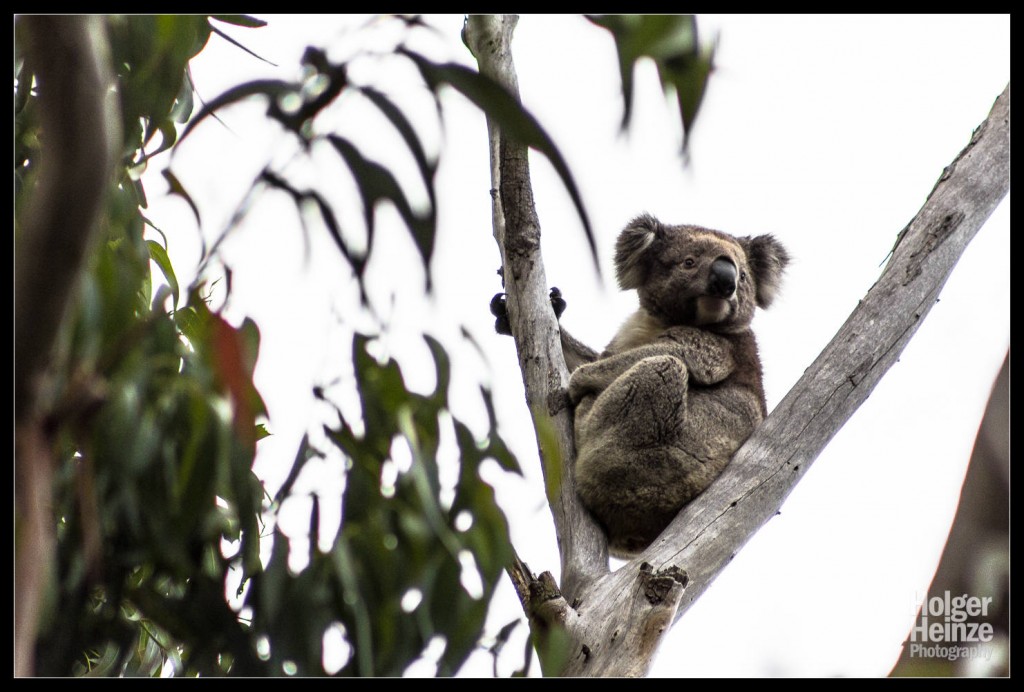Kangaroo Island: Achtung, Koalas Crossing!