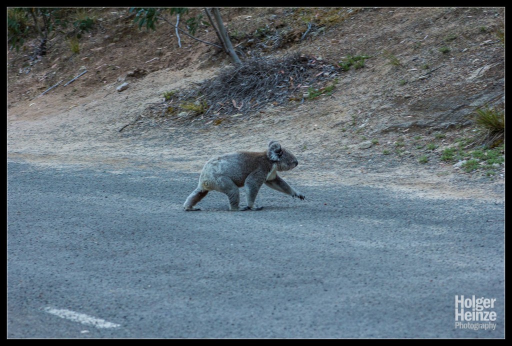 Kangaroo Island: Achtung, Koalas Crossing!