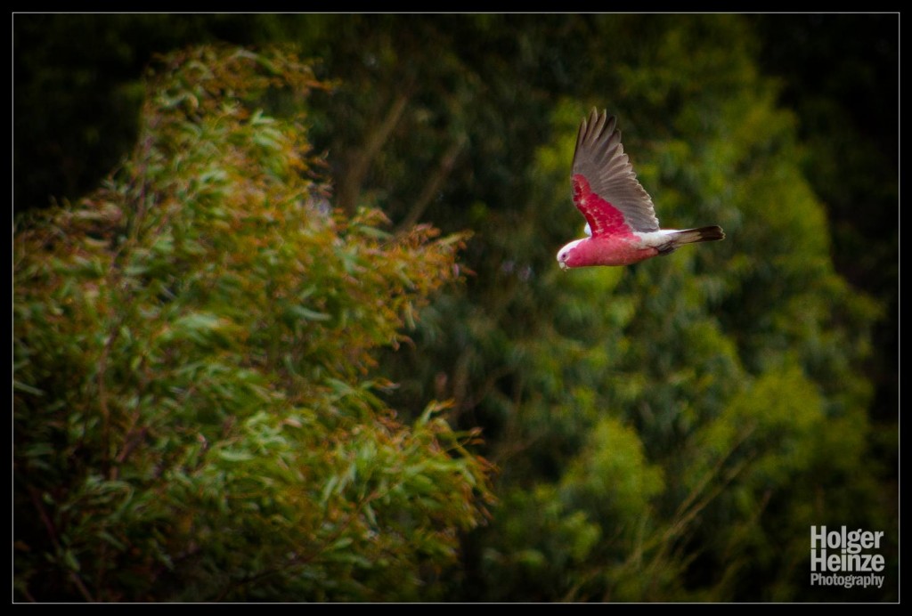 Kangaroo Island: Ein Galah oder Rosakakadu im Flug