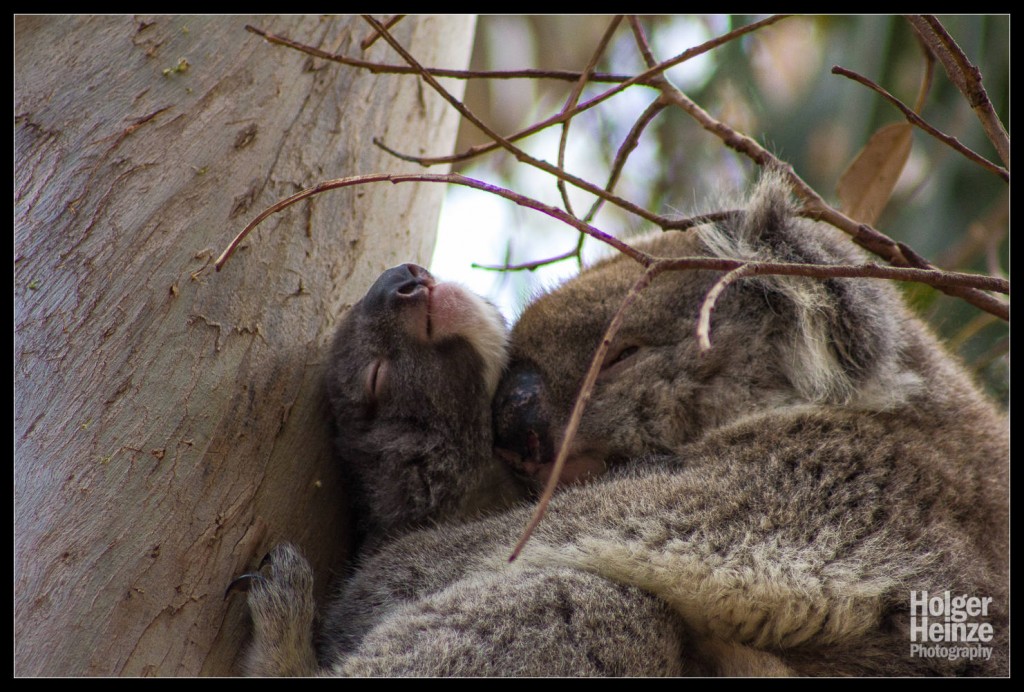 Kangaroo Island: Koala Mama und Baby kuscheln auf dem Baum