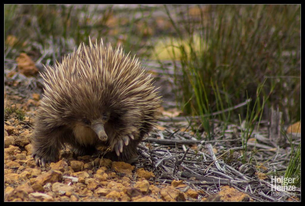 Kangaroo Island: Eine Echidna, oder auch Spiny Ant Eater, zu Deutsch: Ameisenigel