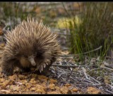 featured image Kangaroo Island – Koalas, Echidnas und steife Brisen