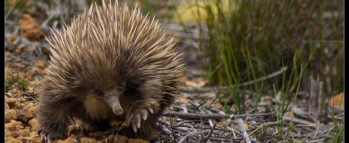 Kangaroo Island – Koalas, Echidnas und steife Brisen http://www.australienimwohnmobil.de/wp-content/uploads/2012/12/20121116-Kangaroo-Island-0059-685x280.jpg