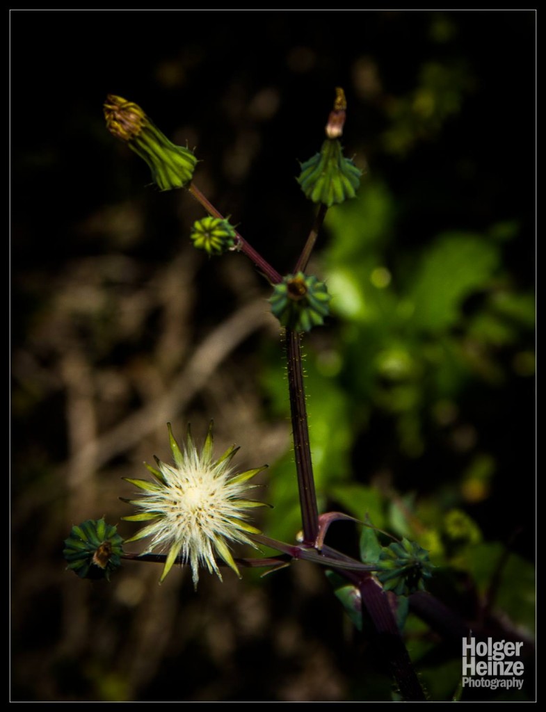 Viel Blumen am Wegesrand - Lookout an der Great Ocean Road